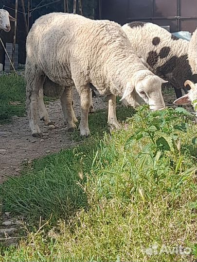 Овцы бараны