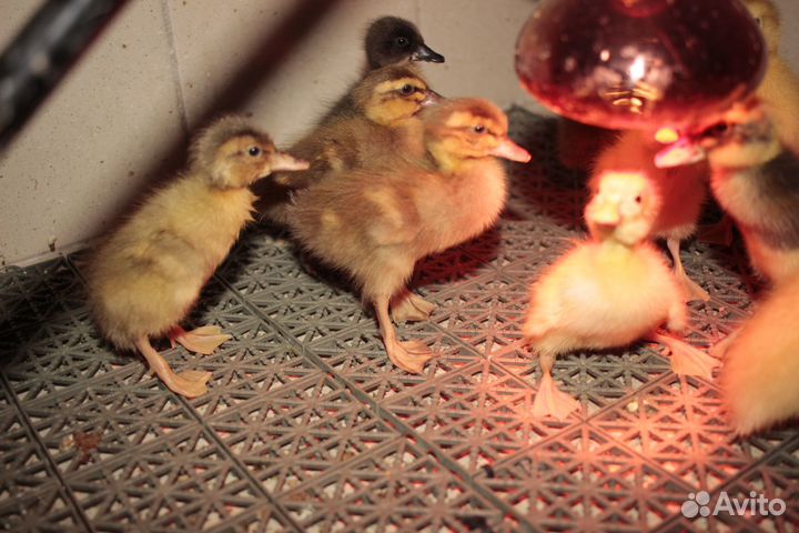 Утята индийский бегунок