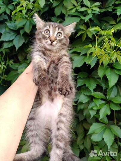 Котята девочки 2,5 месяца с доставкой