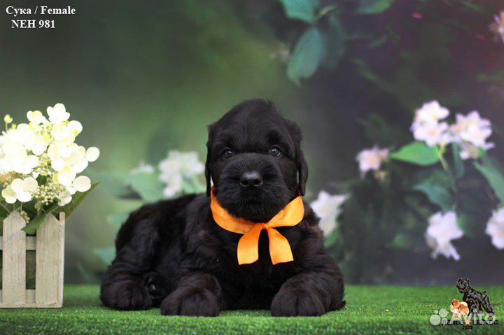 Щенок девочка русский черный терьер