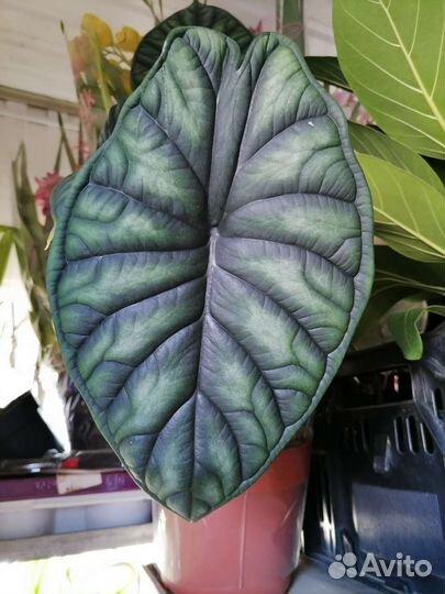 Алоказия шкура дракона Алоказия Dragon Scale
