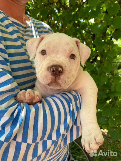 Американский булли покет щенки