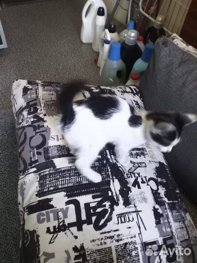 Отдаем котенка