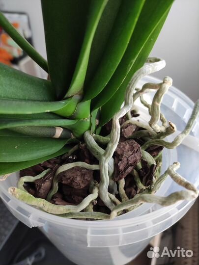 Орхидея фаленопсис цветущая