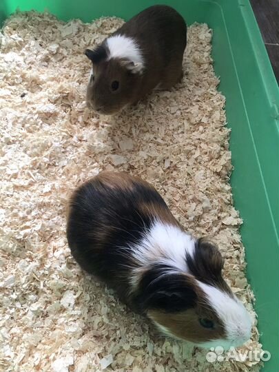 Морские свинки