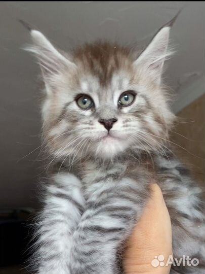 Котята мейн-кун