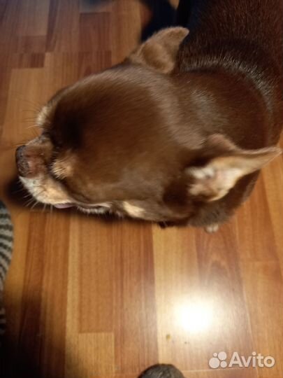 Курносый мальчик чихуахуа (жених, вязка)