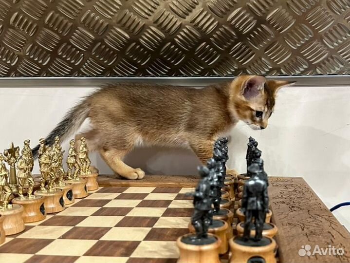 Чаузи - ручные котята