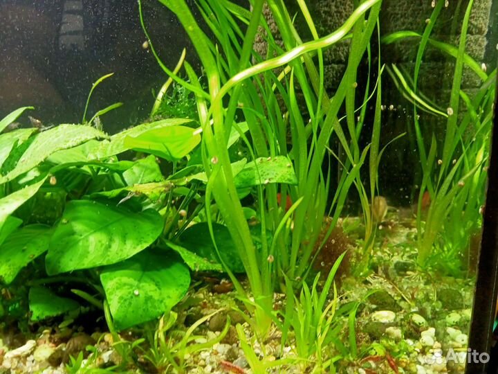 Готовый аквариум со всем содержимым 140л