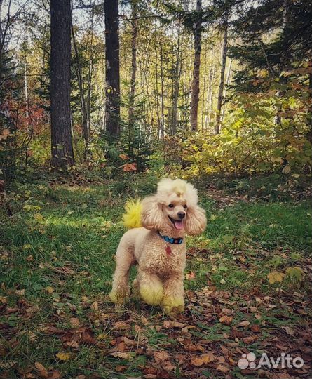 Мальтипу(Бишпу)