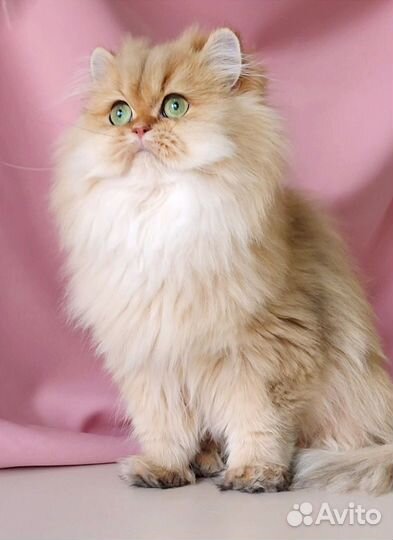 Золотая шиншилла