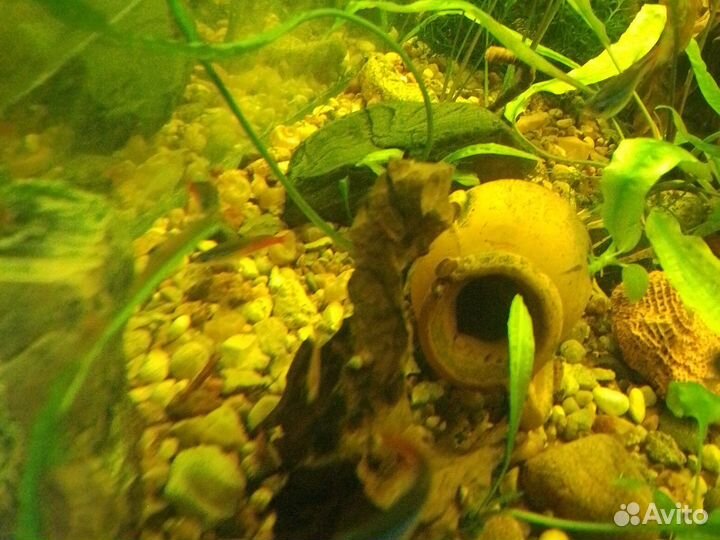 Креветки вишни