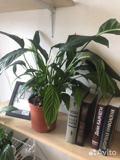 Спатифиллум