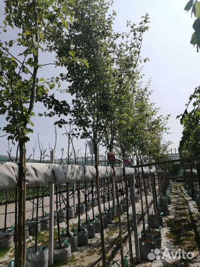 Боярышник Пауль Скарлет