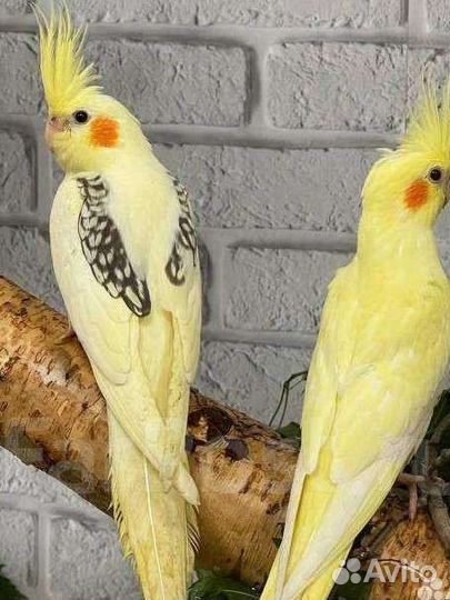 Попугайчики Карелла, маленькие