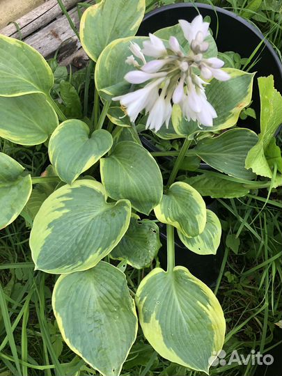 Астильба и Хосты растения для сада в горшках и др