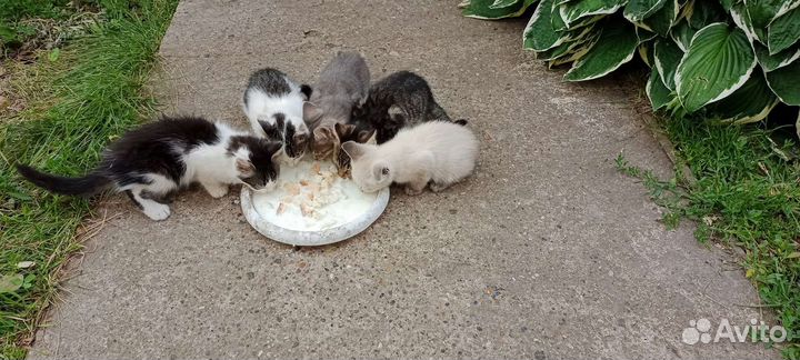 Котята в добрые руки бесплатно