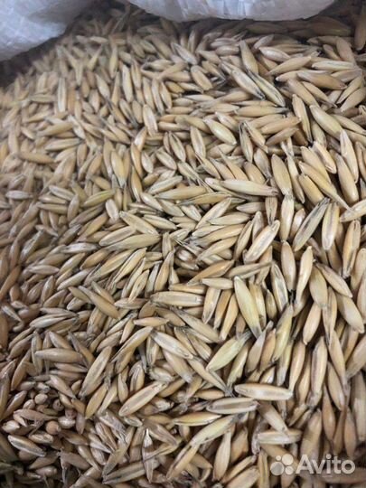 Семена овса