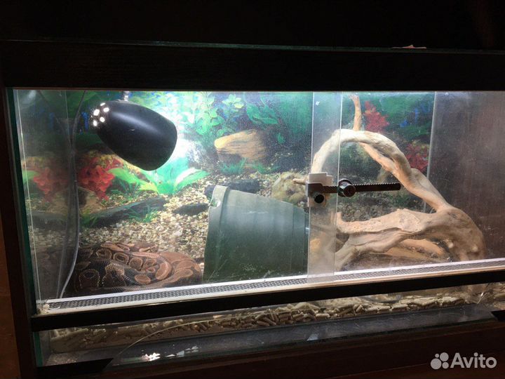 Королевская змея