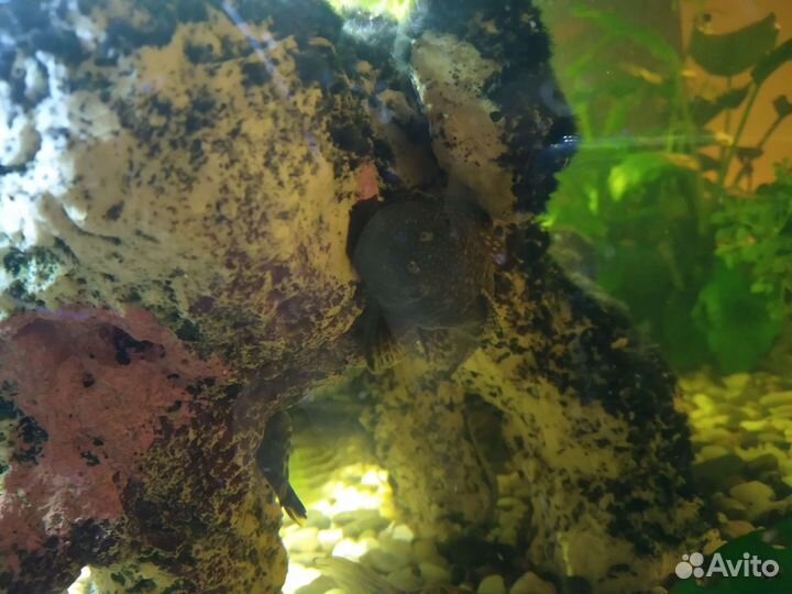 Аквариумные рыбки