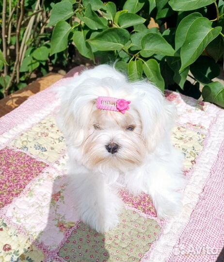 Кукольная девочка мальтезе