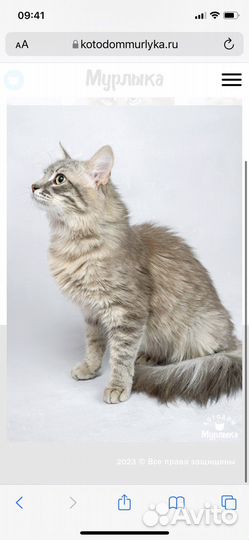 Помогите привезти