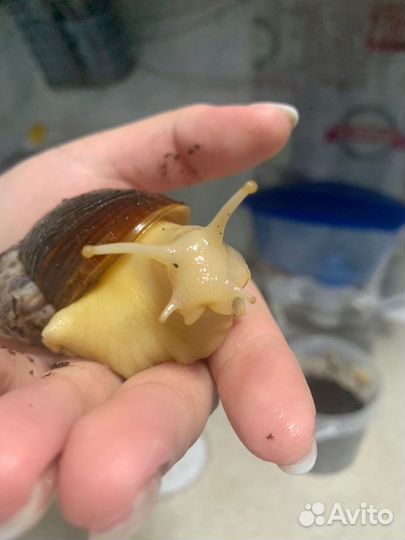 Улитки ахатины