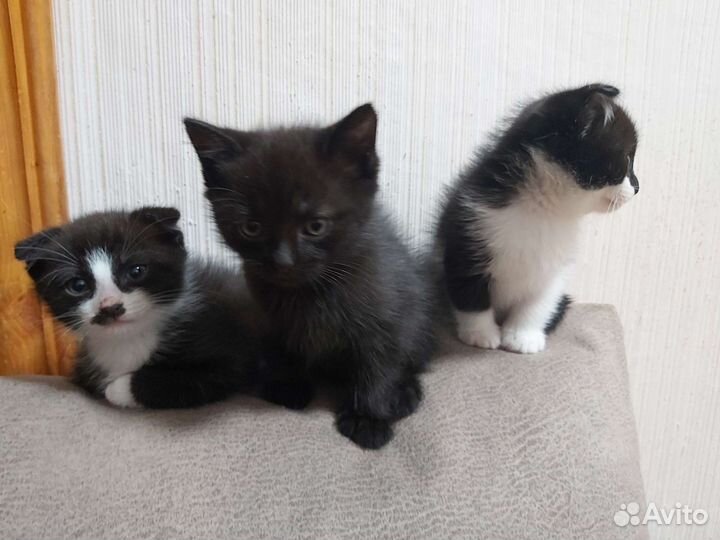 Котики ищут Дом