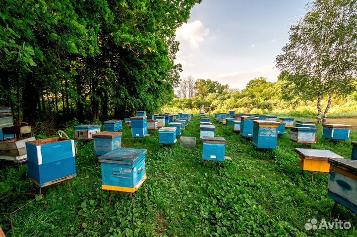 Продажа пчелосемьи