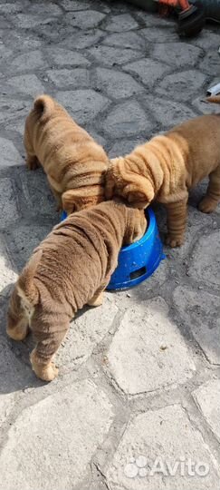 Собаки щенки