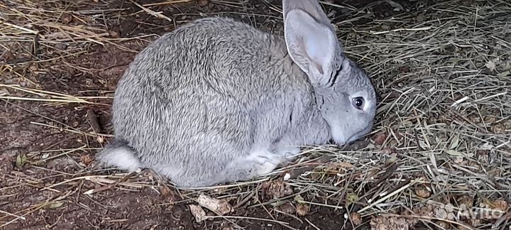 Крольчата
