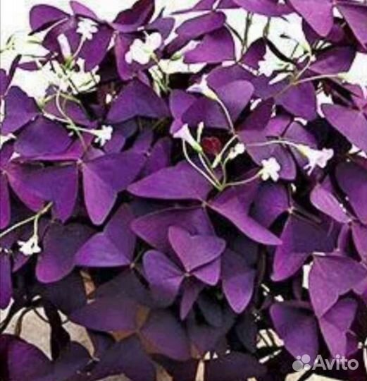 Бабочки цветы