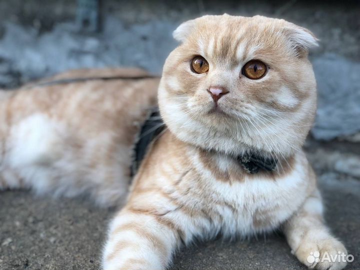 Вязка, вислоухий шотландец