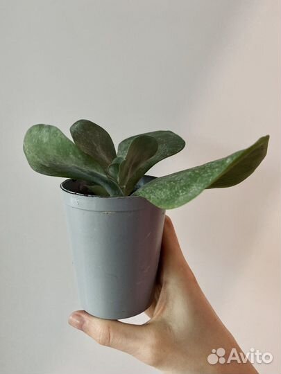 Каланхоэ тирсифлора суккулент