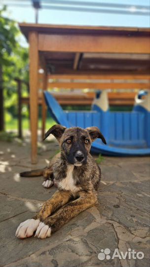 Щенок 3 мес в добрые руки