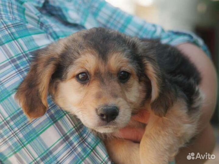 Щенок в добрые руки