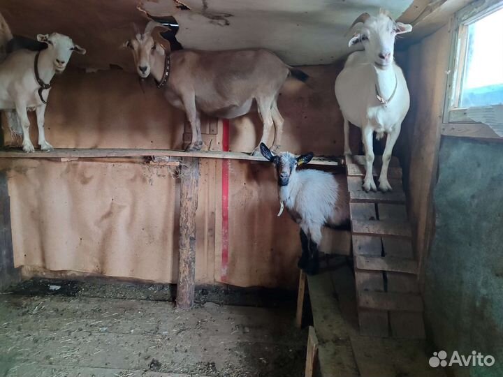 Козы дойные