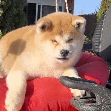 Акита-ину, щенок