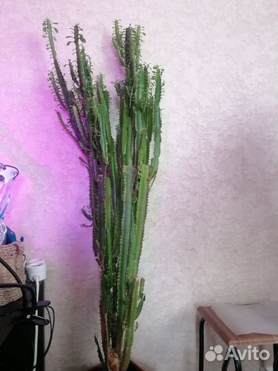 Кактус молочай