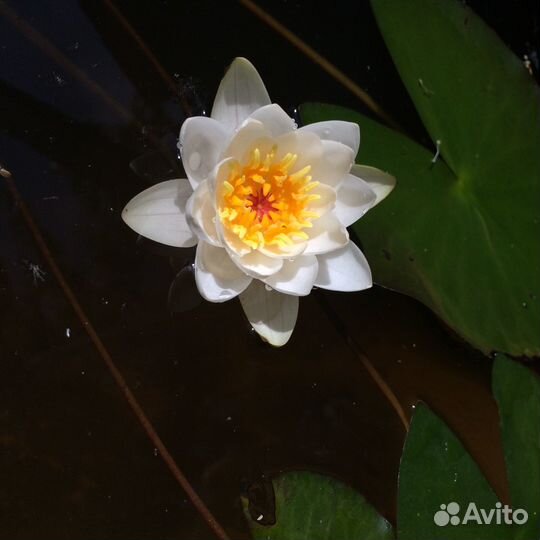 Водяные лилии для пруда