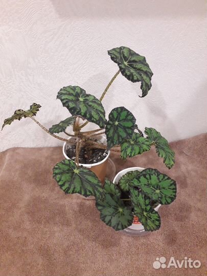 Бегония тигровая