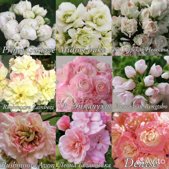 Розебудные и тюльпановидные пеларгонии