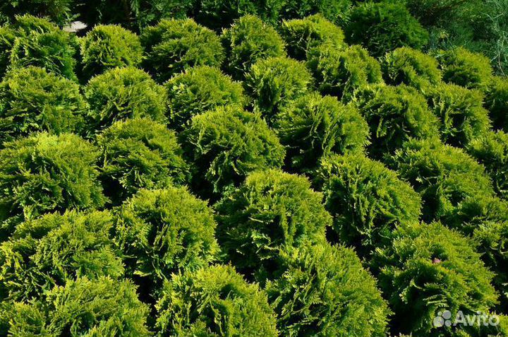 Туя западная Марьям шаровидная