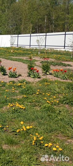 Растения цветы для сада