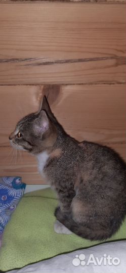 Найдена кошка