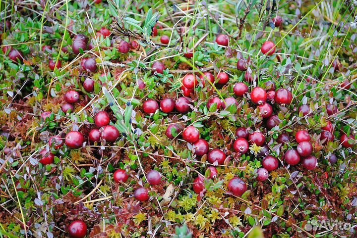 Капуста и клюква