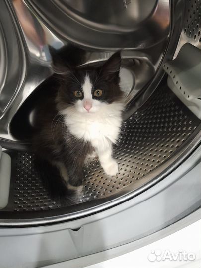 Котята в добрые руки мальчики