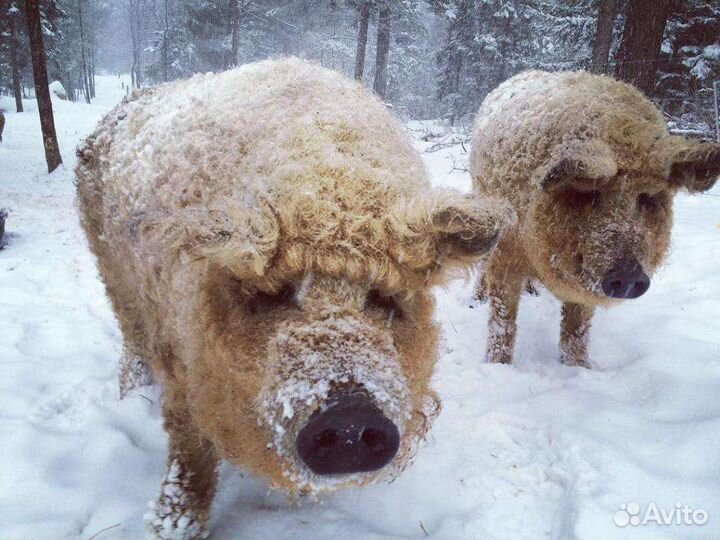Хряк на племя