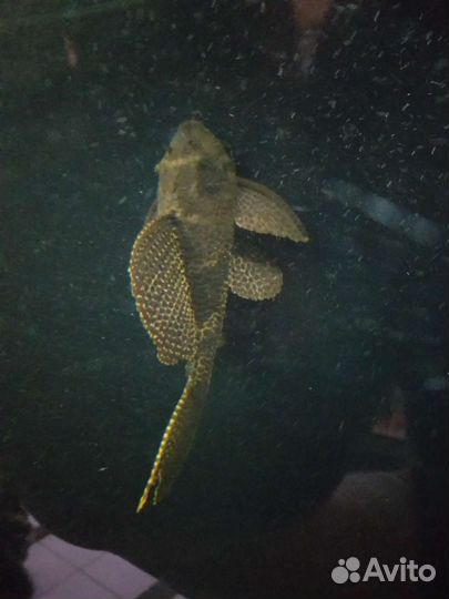 Птеригоплихт сом