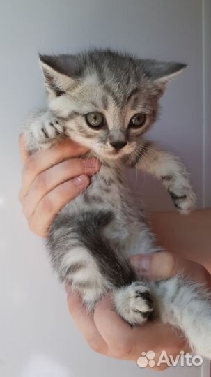 Британские котята
